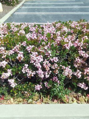 Spring Orchid - your best offer?